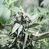 Shoreline Feminised Cannabis Seeds