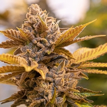 Alien Candy Kush Fast Feminised (High Speed Buds) Cannabis Seeds