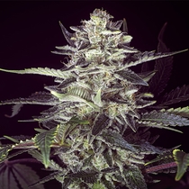 Brain Stroke Auto Feminised (High Speed Buds) Cannabis Seeds