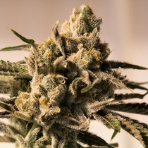 Cherry Pie Fast Feminised (High Speed Buds) Cannabis Seeds
