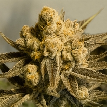 Critical Glue #4 Auto Feminised Cannabis Seeds