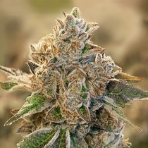 DoSi Face Auto Feminised Cannabis Seeds