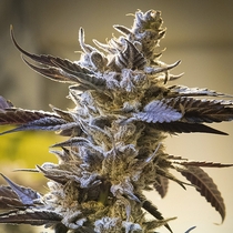 Ghost Train OG Auto Feminised Cannabis Seeds