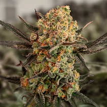Gorilla Cookies Auto Feminised Cannabis Seeds