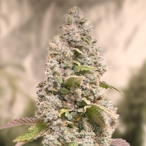 Gorilla Cookies Fast Feminised Cannabis Seeds