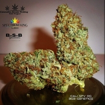 Cali SFV OG  Feminised (BSBs Cali Collection) Cannabis Seeds