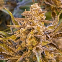 High Voltage Auto Feminised Cannabis Seeds