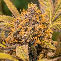 High Voltage Fast Feminised Cannabis Seeds