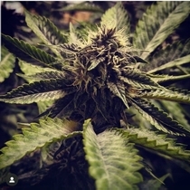 Chemdawg #4 Feminised (BSBs Cali Collection) Cannabis Seeds