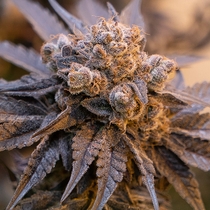 Purple Punch Auto Feminised Cannabis Seeds
