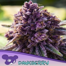 Dankberry Feminised (Anesia Seeds) Cannabis Seeds
