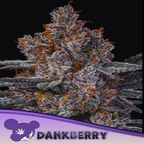Dankberry Feminised (Anesia Seeds) Cannabis Seeds