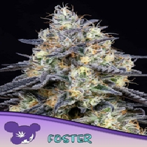 Foster Feminised (Anesia Seeds) Cannabis Seeds