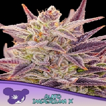 Auto Imperium X (Anesia Seeds) Cannabis Seeds