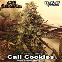 Girl Scout Cookies Feminised (BSBs Cali Collection) Cannabis Seeds