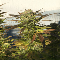 Green Crack Feminised (BSBs Cali Collection) Cannabis Seeds