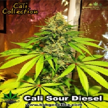 Sour Diesel Feminised (BSBs Cali Collection) Cannabis Seeds