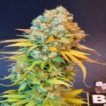 Sunset Sherbet Feminised (BSBs Cali Collection) Cannabis Seeds