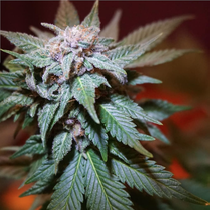 Train Wreck Feminised (BSBs Cali Collection) Cannabis Seeds