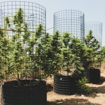Big Tuna Feminised (Pilchard’s Caviar Bodega) Cannabis Seeds