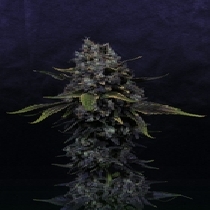 Surf'n'Turf Feminised (Pilchards Caviar Bodega) Cannabis Seeds