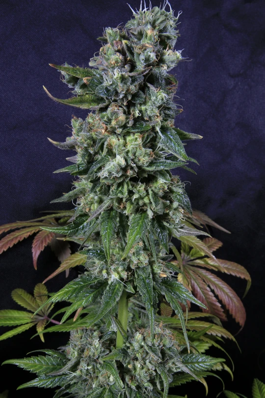 Tortuga Feminised (Pilchard’s Caviar Bodega) Cannabis Seeds