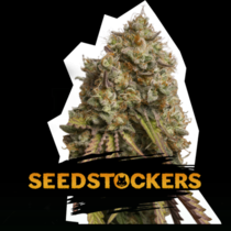 Gorilla Cookies (SeedStockers Seeds) Cannabis Seeds