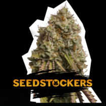 Gorilla Cookies (SeedStockers Seeds)DAILYDEAL Cannabis Seeds