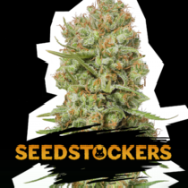 Green Crack (SeedStockers Seeds) Cannabis Seeds