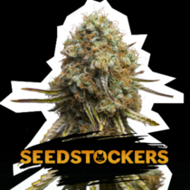 Wedding Glue (SeedStockers Seeds) Cannabis Seeds