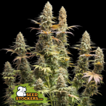 Triton Biscotti Lime (SeedStockers Seeds) Cannabis Seeds