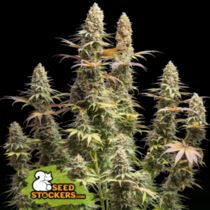 Triton Biscotti Lime (SeedStockers Seeds)DAILYDEAL Cannabis Seeds