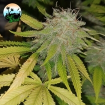 Gushers Feminised (Cali Weed Seeds) Cannabis Seeds