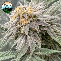  Pink Runtz Auto (Cali Weed Seeds) Cannabis Seeds