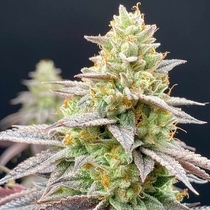Perfect Triangle x Peach Ozz Female Cannabis Seeds