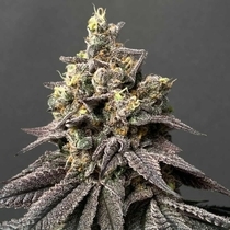 Kush Mints x Peach Ozz Female (Perfect tree seeds) Cannabis Seeds