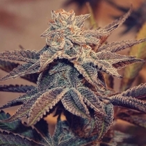 Frozay x Peach Ozz Female(Perfect tree seeds) Cannabis Seeds