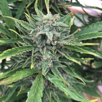 Black Apple Fritter  (Taste-budz Seeds) Cannabis Seeds
