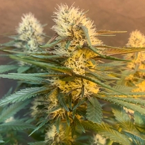  Critical Hash Cake Auto (Taste-budz Seeds) Cannabis Seeds