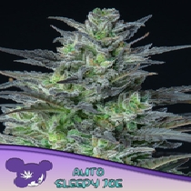 Auto Sleepy Joe (Anesia Seeds) Cannabis Seeds