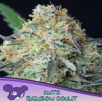 Rainbow Donut Auto (Anesia Seeds) Cannabis Seeds