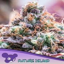 Future Island Feminised (Anesia Seeds) Cannabis Seeds