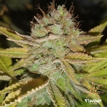 Apple Fritters (Flavour Chasers Seeds) Feminised Cannabis Seeds