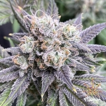 Black Cherry Soda  (Flavour Chasers Seeds) Cannabis Seeds