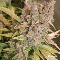 Banana Zkittlez  (Flavour Chasers Seeds) Cannabis Seeds