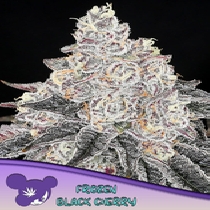 Frozen Black Cherry Feminised (Anesia Seeds) Cannabis Seeds