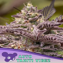 Tahiti Vibez Auto (Anesia Seeds) Cannabis Seeds