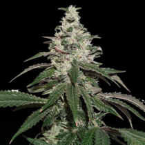 Nicole Cream Auto (SeedStockers Seeds) Cannabis Seeds