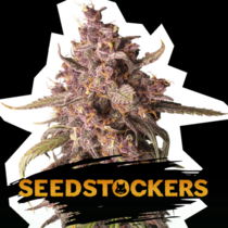 Purple Punch Auto (SeedStockers Seeds) Cannabis Seeds