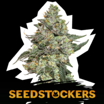 Girl Scout Cookies Auto (SeedStockers Seeds) Cannabis Seeds